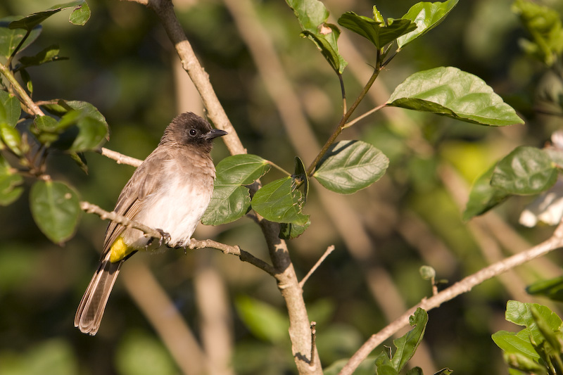 Dark-Capped Bulbul